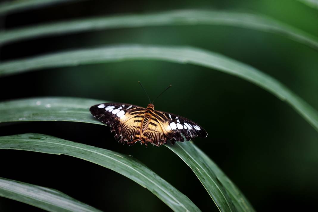 Konya’nın ünlü bahçesinde 10 bin kelebek vuslat için ilk kez kanat çırpacak 8